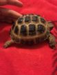 Rehomed...Horsfield : Young female approx 5 years old (Kolohe)